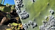 Im heimischen Garten greifen viele schnell zur Chemie-Keule, doch auf Lanzarote sind sie gerne gesehen: Die Cochinillas, zu Deutsch Schildläuse, ernähren sich vom rötlichen Saft der Kaktusfeige. Aus den getrockneten Insekten wird der rote Naturfarbstoff Karmin gewonnen.