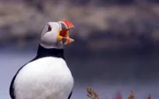 Papageitaucher verbringen nur die Brutzeit auf der Insel.