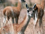 Guanakos im Patagonia-Nationalpark