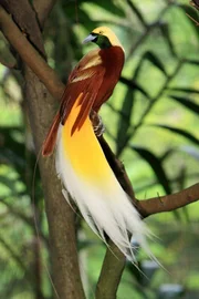 Kaum ein Zoo oder Vogelpark beherrscht die Haltung der auffälligsten Kreaturen der Vogelwelt - den Paradiesvögeln. Wer sie mit eigenen Augen sehen will, dem bleibt nur der unzugängliche Urwald Neu Guineas - oder aber, wie hier im Bild, der "Jurong BirdPark" mitten in Singapur.