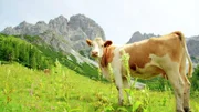 Kuh am Wilden Kaiser.