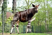 Bereits in froher Erwartung ist Okapi-Weibchen Batouri. Die wöchentlichen Wiegeaktionen der Hochtragenden sind inzwischen ein notwendiges Muss.