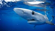 Blue shark Der Blauhai.