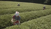 Der Frühling ist die Zeit für Japans Grüntee-Ernte. Der Sencha wird aus den ersten Trieben hergestellt, die von Hand gepflückt werden.