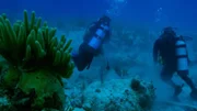 A scuba divers on the ocean floor.