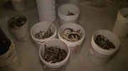 Lampreys in bucket after being scooped from temporary bin.
