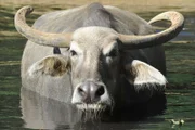 Bei den Kerabaus im Tierpark ist heute Wellnesstag: Die Harke von Reviertierpfleger René Walther sorgt für die richtige Durchblutung der Haut und vor der Wassergymnastik schnell noch eine Nackenmassage zur Entspannung.