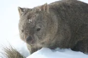 Wombats können extreme Hitze und eisige Kälte ertragen.