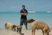 Austin Gallagher am Schweinestrand mit Schweinen.