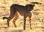 ARD/SWR DAS WAISENHAUS FÜR WILDE TIERE FOLGE 30, "Abenteuer Afrika", Diese aus dem Winterschlaf erwachte große Echse wird aus dem Gepardenkäfig gerettet. Die Geparde bekommen einen Apparat zum Trainieren ihrer Jagdinstinkte.