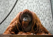 Wenn’s die Zeit erlaubt, besucht Pfleger Reimon Opitz den Orang-Utan Mann Mano. Mit dem "Mensch des Waldes" - so lautet die Übersetzung des malaiischen "orang (h)utan" - ist er ganz dicke. Die beiden verbindet eine lange Freundschaft.