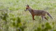 Ein Fuchs auf der Pirsch. Er sucht in der Wiese nach Mäusen.