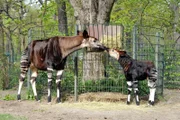 Okapi Batouri hat sich von Anfang an vorbildlich um ihr erstes Jungtier gekümmert. Tochter Bashira entwickelt sich prächtig und bringt mit ihren knapp drei Monaten bereits über neunzig Kilogramm auf die Waage!