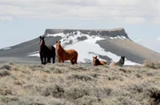 Wilde Reise mit Erich Pröll: "Mustangs - Lebende Legenden: Die aus der Wildnis kommen", Der Film von Erich Pröll zeigt die Ursprünge der Mustangs, Andalusier und Berberpferde und wie diese Pferde nach Amerika kamen. Und wie sie sich bis heute entwickelt haben. In den größten registrierten Pferderassen der Welt, den Quarter- und Paint Horses, steckt noch immer viel Mustangblut. Diese Verbände mit Sitz in Texas, Amarillo (Quarter) und Fort Worth (Paint) werden dokumentiert und der Bezug zu den Mustangs gezeigt. Wie und wo leben diese Wildpferde heute, die Familienverbände (Bands), das Verhalten der Herde, das wird anhand von beeindruckenden Bildern der verschiedenen Herden in Wyoming, Montana und Colorado gezeigt. Und dann startet das wichtigste Ereignis im "Pferdeleben" des Erich Pröll. Es findet ein Gathering (auch Round up), ein Einfangen mehrerer Herden von Wildpferden statt. Der Weg zu einem Mustang beginnt.