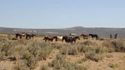 Mustangs in the wild