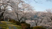 Nach dem Winter bringt der Frühling in Japan Wärme und Sonne. Die Menschen feiern die berühmten, aber flüchtigen Kirschblüten und ehren die Götter mit uralten Shintō-Zeremonien.