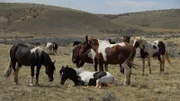 Mustangs in the wild