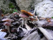 Seit den 1960er-Jahren wurden psilocybinbildende Pilze und deren teils heilsame Wirkung diskutiert. Sie sind meist unter dem Namen "Magic Mushrooms" oder auch Zauberpilze bekannt und wurden gerade zur Zeit der Hippie- und Friedensbewegung vermehrt konsumiert. Bei indigenen Völkern hingegen werden sie schon seit Jahrtausenden zu spirituellen Zwecken genutzt.