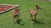 Two baby deer that were being kept illegally as pets.