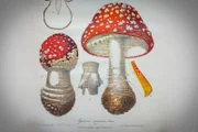 Dass das Gift mancher Pilze in kleinen Dosen berauschende und halluzinogene Wirkung entfalten ist schon länger bekannt. So wird bis heute bei Schamanen traditioneller sibirischer Völker der Fliegenpilz als rituelles Rauschmittel eingesetzt.
