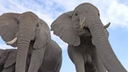 Aus dem Blickwinkel einer künstlichen Schildkröte aufgenommen: Zwei Afrikanische Elefanten in Kenia beobachten den kleinen Spionage-Roboter.