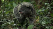 Der Marderbär sucht in den Baumkronen nach Futter – am liebsten mag er Vogeleier.