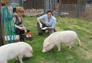 ARD TIERÄRZTIN DR. MERTENS IV. Staffel mit 13 neuen Folgen, Folge 49, "Falscher Verdacht". Zecke entfernt, Minischwein Otto ist gesund. Anett (Anna Bertheau, l.) und Dr. Susanne Mertens (Elisabeth Lanz, r.) freuen sich über die quicklebendigen Schweinchen im Streichelzoo.