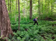 Farnwald im Rouge National Urban Park, der 2015 gegründet wurde und mitten in Toronto liegt.