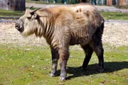 Takinmädchen Xiwang. Regelmäßig wird sie von ihrem Kurator Christian Kern und ihrem Pfleger Marco Rosenfeld gemessen. Doch Xiwang möchte lieber im Zoo Berlin spielen, was bei ihren 100 Kilo Lebendgewicht inzwischen heikel für ihre Betreuer wird.