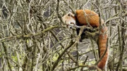 Rote Pandas ernähren sich fast ausschließlich von Bambus, fressen aber auch Früchte und Eier.