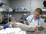 Alexander Dismore brought his cat Princess Utah in because she had a broken leg.