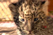 ARD/SWR DAS WAISENHAUS FÜR WILDE TIERE FOLGE 28, "Abenteuer Afrika", SWR Dokuserie mit 40 Folgen, deren Schauplatz die Tierrettungsstation "Harnas" am Rand der afrikanischen Kalahari-Wüste ist, die Baby-Leoparden sind schon wieder gewachsen - und mit ihnen auch ihre Krallen!
