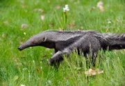 Junger Ameisenbär