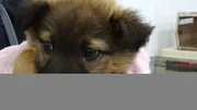 Dr. Jeff and a small team go to Rosebud to help the less fortunate by spaying and neutering their dogs.