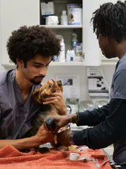 Prince is prepped for his surgery.