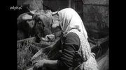 Eine Bäuerin füttert ein Kalb im Stall mit Heu - 1963 in Tirol.