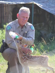 Benny Richards interacting with fawn.