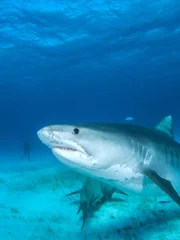 Cuddly Shark.