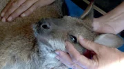 Das Bennett-Känguru Mia kann mit einer Augen-OP gerettet werden.