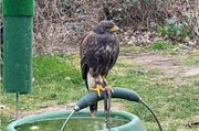 Karlsruher Stadtjägerin - das Wüstenbussard-Weibchen Alsie ist abgerichtet für die Jagd nach Wildkaninchen.