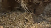 Die Krötenechse ist dank ihres Panzers vor Fressfeinden wie dem Rotluchs gut geschützt.