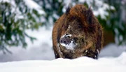 Für die heimische Tierwelt ist der Winter keine leichte Zeit bei der Suche nach Nahrung. - Wildschwein