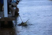 Warden Provaznik and a gator wrangler attempt to catch a nuisance alligator.