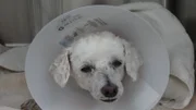 Spoons recovering after surgery in the OR.