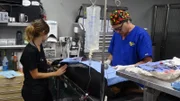 Morgan and Dr. Jeff work on Cinder in the OR.