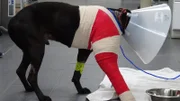Tara Melton brought in her dog Chevy because of a broken leg.