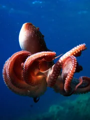Octopus.