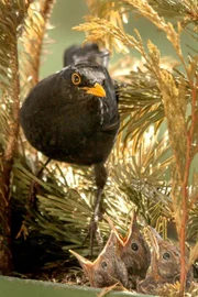 Die Wildnis ist in der deutschen Hauptstadt Berlin fester Bestandteil, sie ist eine faszinierende Parallelwelt voller kleiner und großer Naturwunder. Nach dem Winter bezieht der Wanderfalke vom Roten Rathaus wieder sein Revier hoch über dem Alexanderplatz. Wenn die über 400.000 Bäume Berlins endlich wieder Laub tragen, wird die Stadt zum Großstadtdschungel.