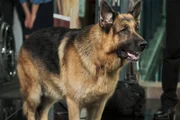 Rex (DIESEL VOM BURGIMWALD)