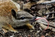 Der Numbat oder Ameisenbeutler ist bekannt für seine lange Zunge, mit welcher er bevorzugt Termiten isst.